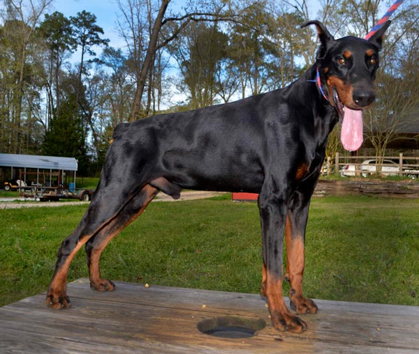 Aria Dobermans Rellaps Perfect